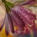 Droplets on a flower~~~~~