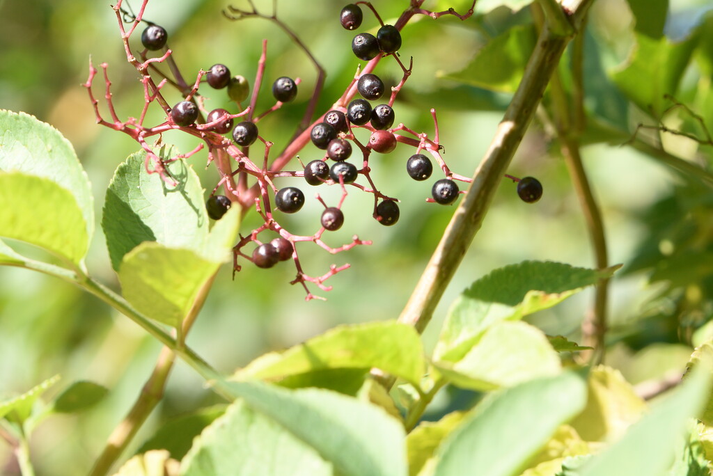 Elderberries~~~~ by ziggy77