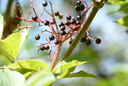 15th Sep 2024 - Berries against the sky~~~~