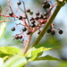 Berries against the sky~~~~