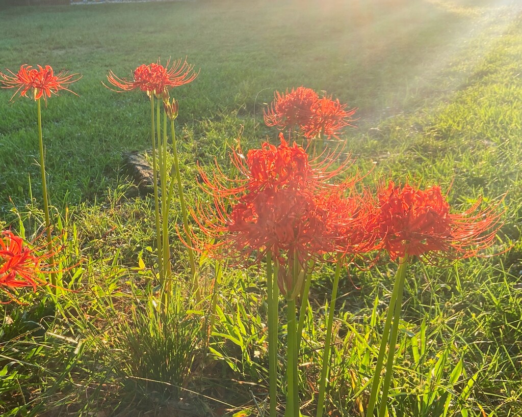 IMG_8684 Lycoris in morning rays by rontu