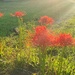 IMG_8684 Lycoris in morning rays