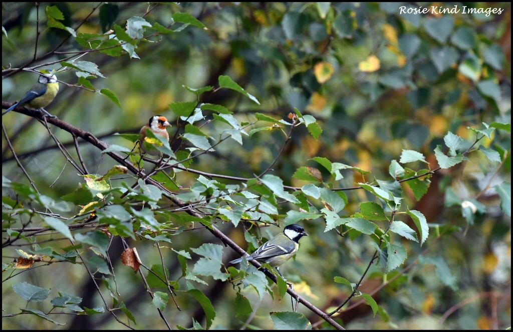 Three species together by rosiekind