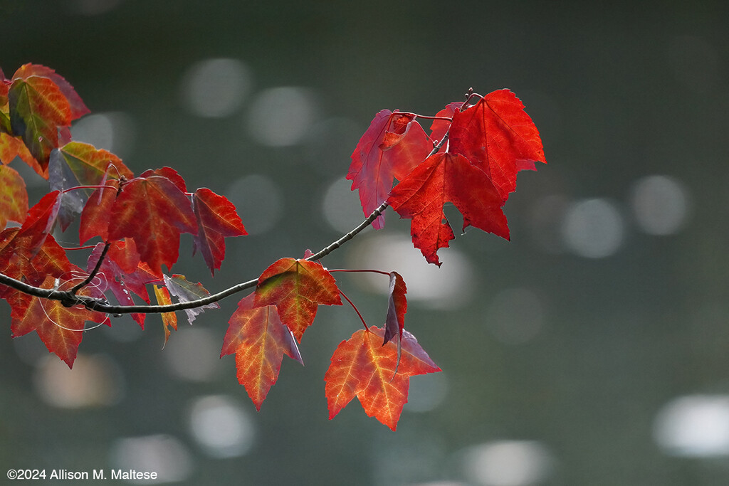 A Bit of Fall by falcon11