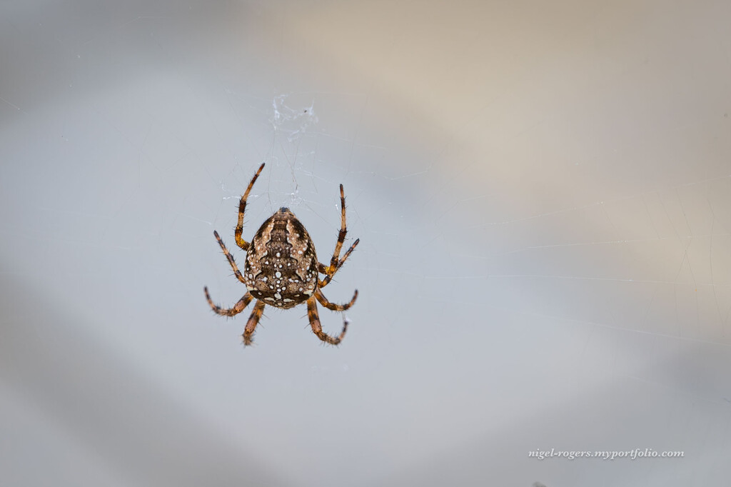 Spider by nigelrogers