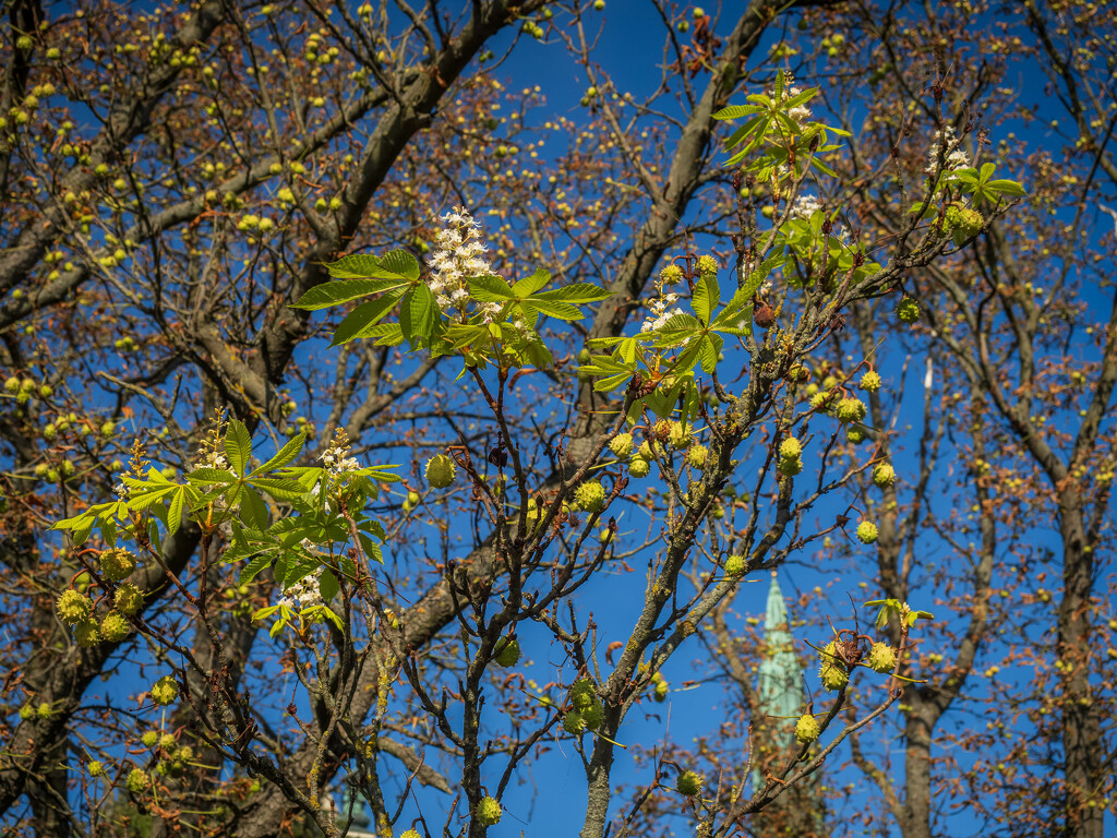 Autumn chestnut flowers by haskar