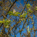 Autumn chestnut flowers