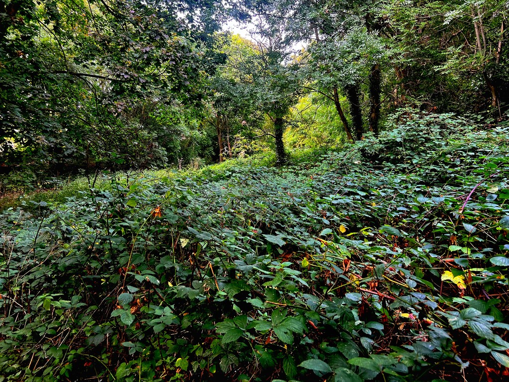 Green Walk  by rensala