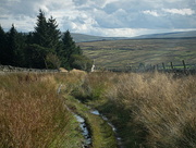 24th Sep 2024 - puddingthorn puddles