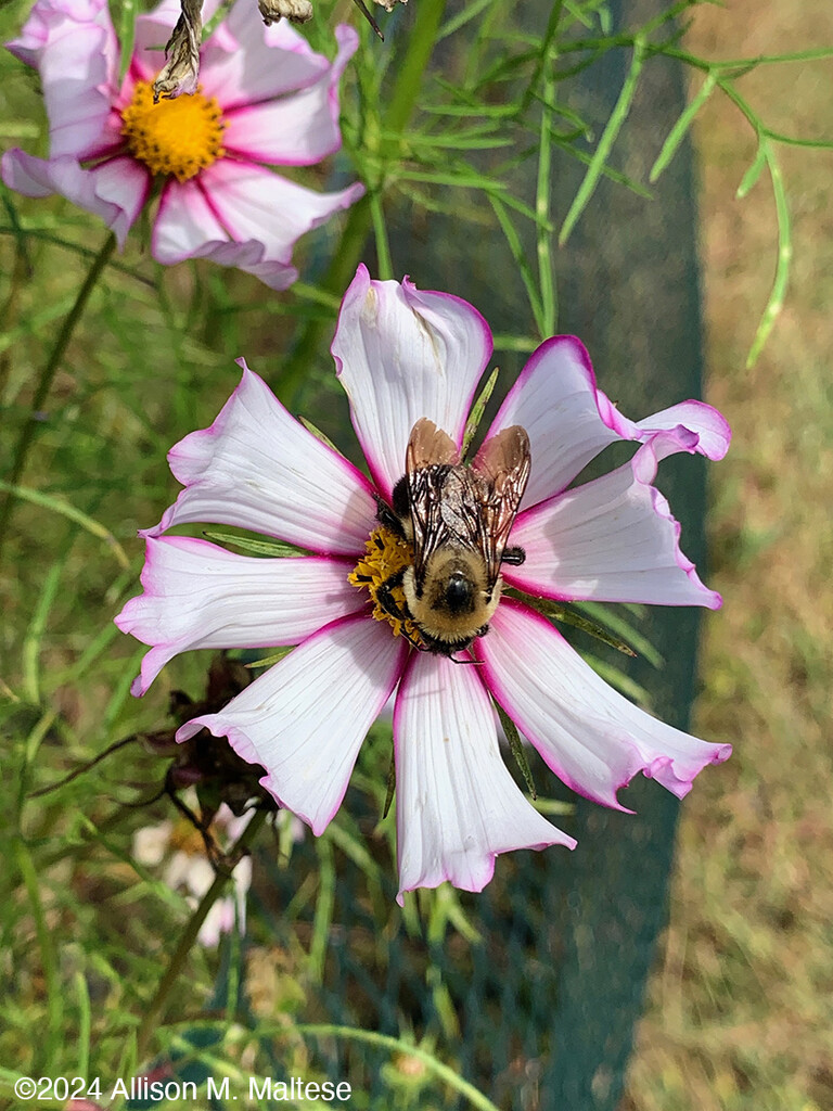 Bumblebee and Cosmos by falcon11