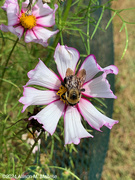 24th Sep 2024 - Bumblebee and Cosmos