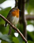 24th Sep 2024 - Hello Mr Robin