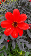 24th Sep 2024 - Red flower