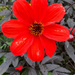 Red flower