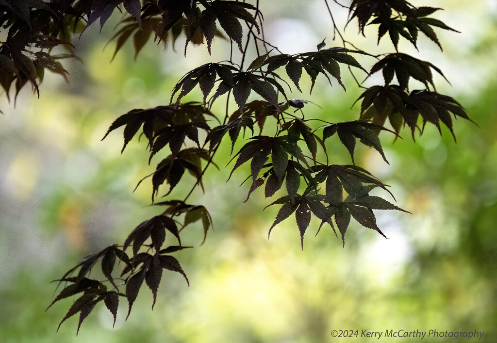 Leaves through the window by mccarth1