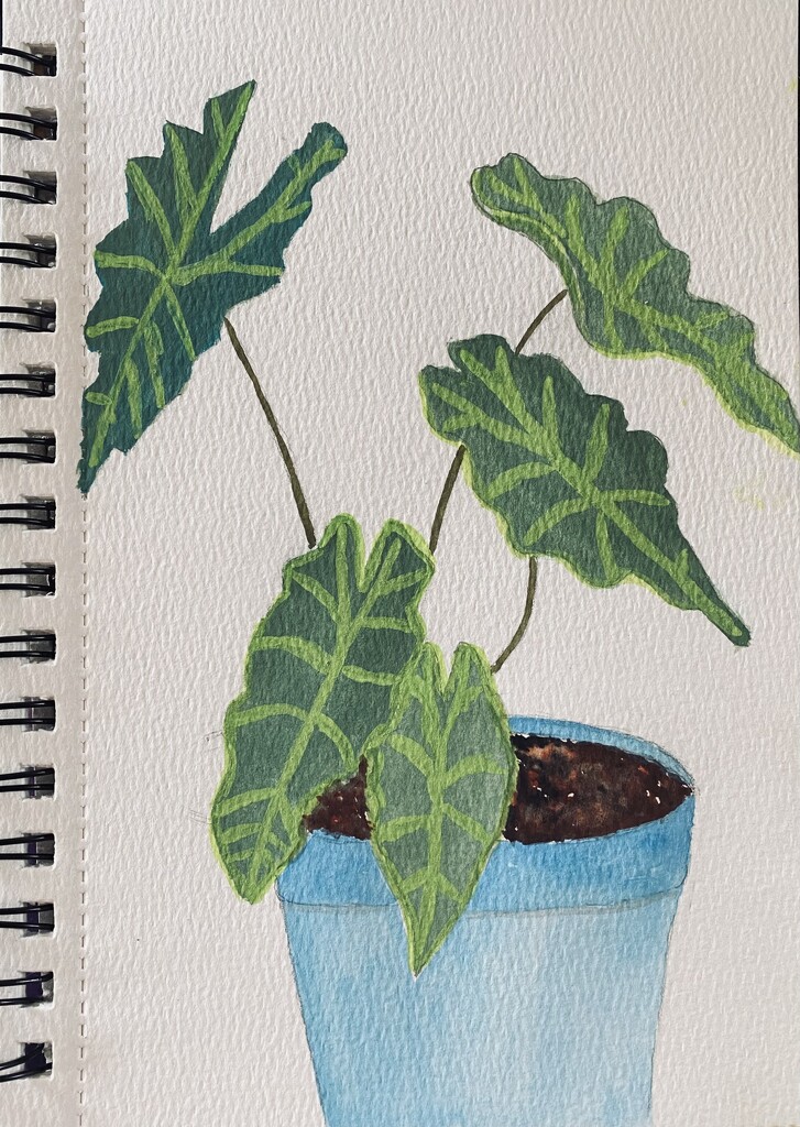 Alocasia, gouache on watercolor paper by mtb24