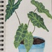 Alocasia, gouache on watercolor paper