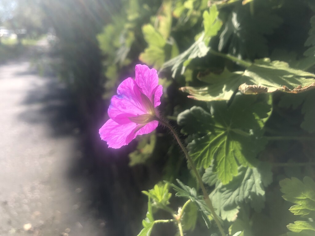 Translucent flower by sleepingexplorer