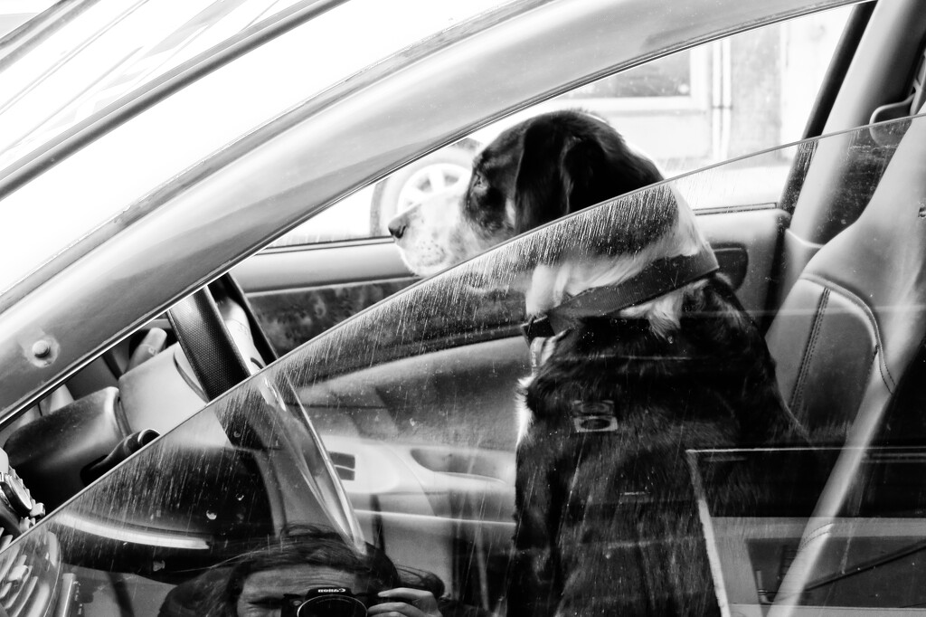 Dogs in cars  by kali66