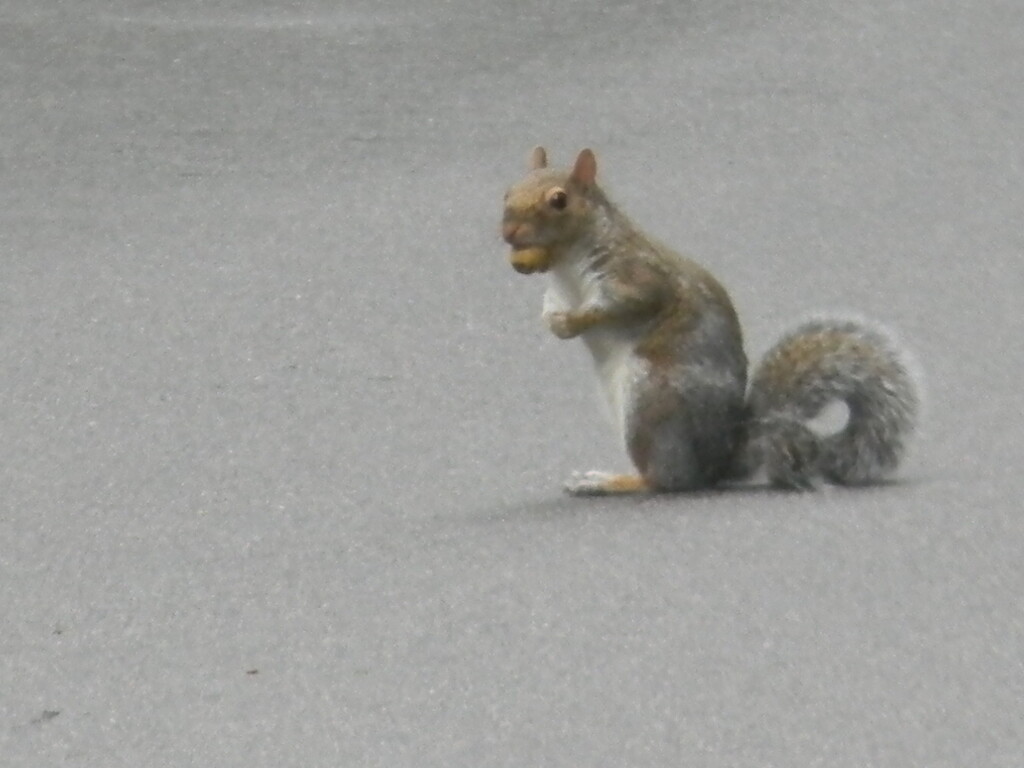 Squirrel with Acorn In Mouth  by sfeldphotos