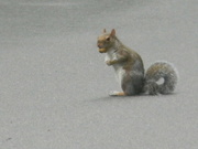 24th Sep 2024 - Squirrel with Acorn In Mouth 