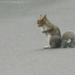 Squirrel with Acorn In Mouth 