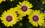 25th Sep 2024 - Three Bright  Yellow Daisies ~