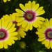 Three Bright  Yellow Daisies ~