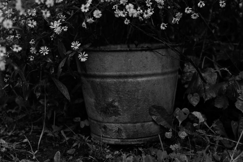 Bucket sooc by darchibald