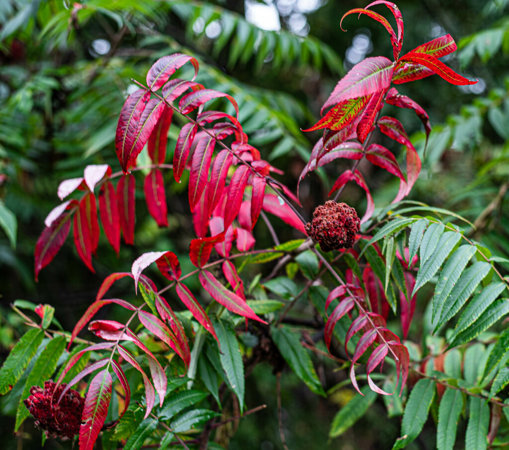 Sumac by darchibald