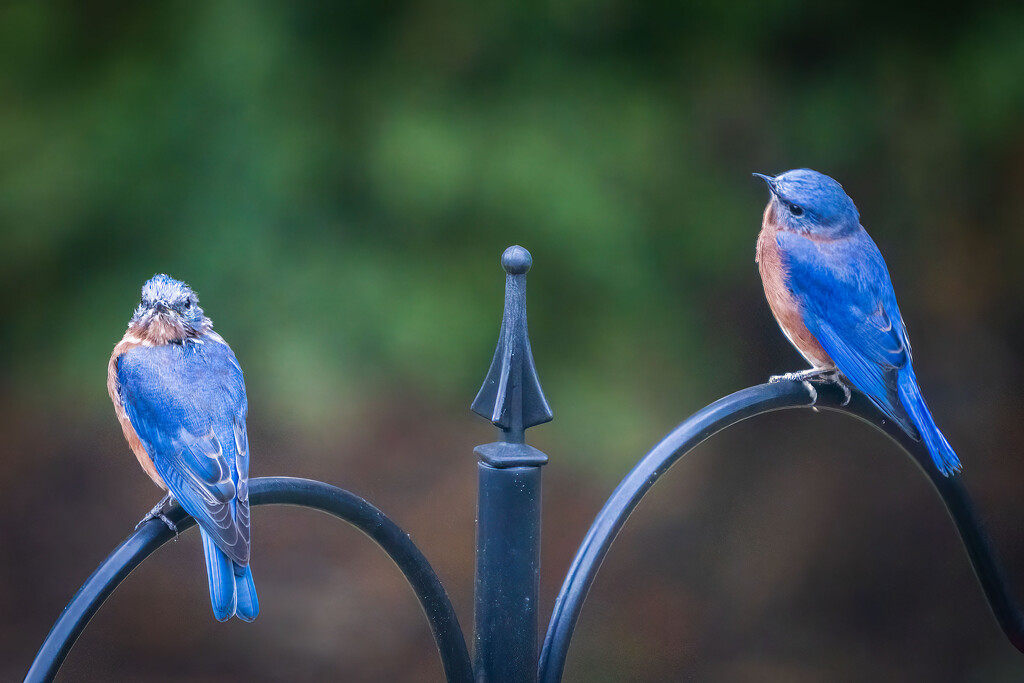 Bluebird Morning by kvphoto