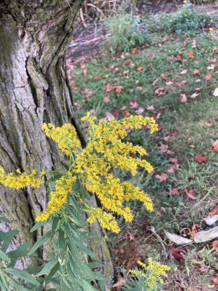 Golden Rod.  Solidago  by illinilass