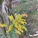 Golden Rod.  Solidago 