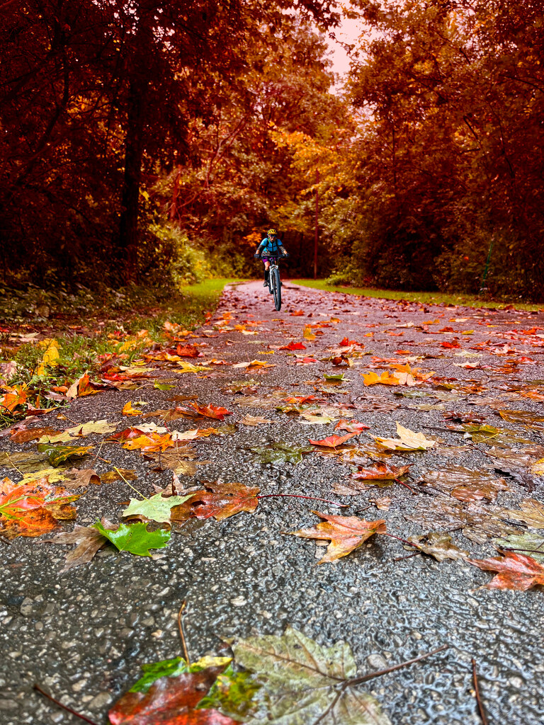 Fallen Leaves by pdulis