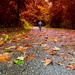 Fallen Leaves