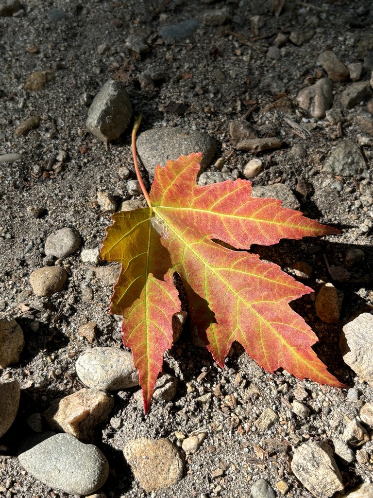 A fall leaf by pirish