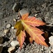 A fall leaf