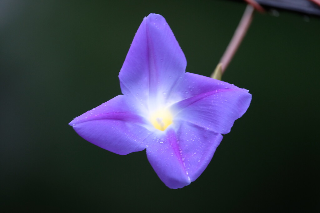 Morning Glory in the Rain  by tosee