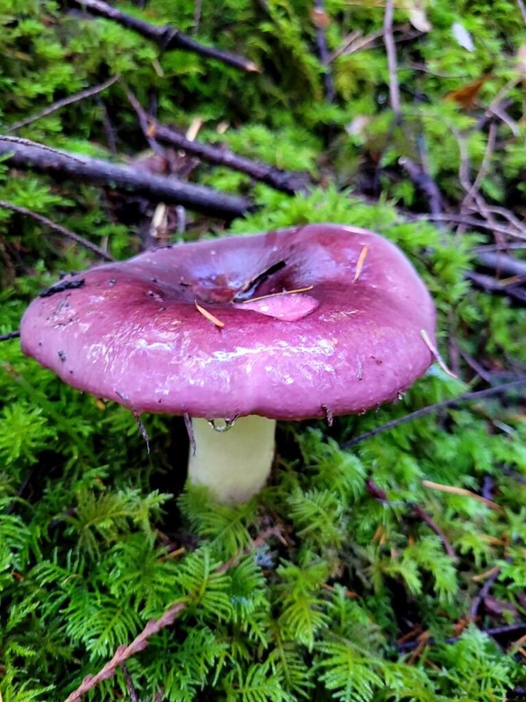 Mushroom in the Sun by kimmer50