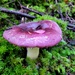 Mushroom in the Sun