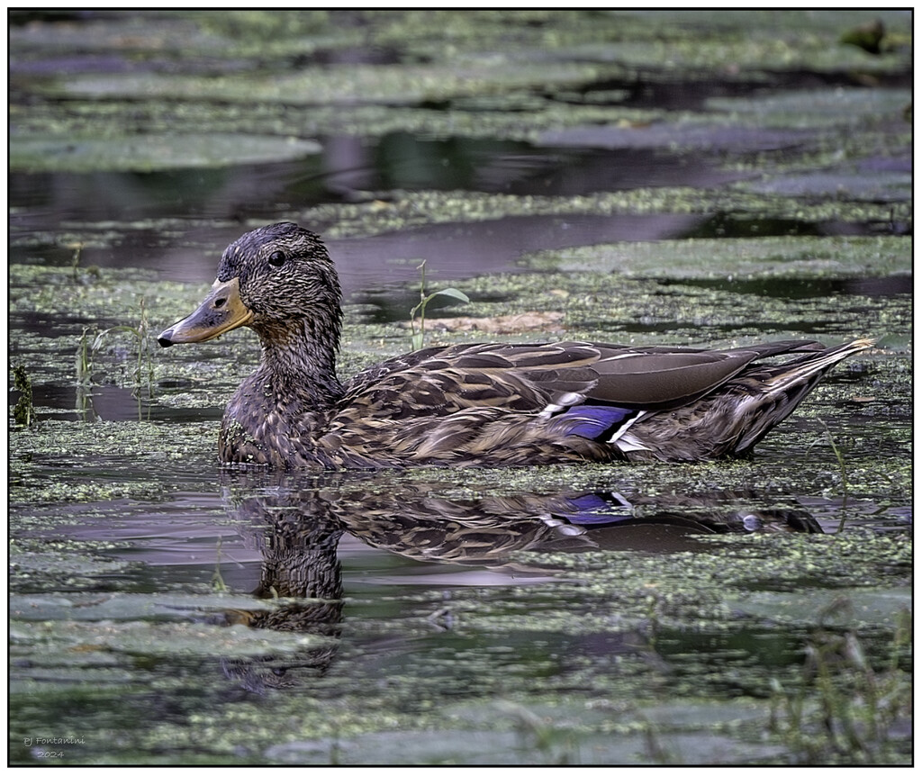 Female Mallard Duck  by bluemoon