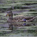 Female Mallard Duck 