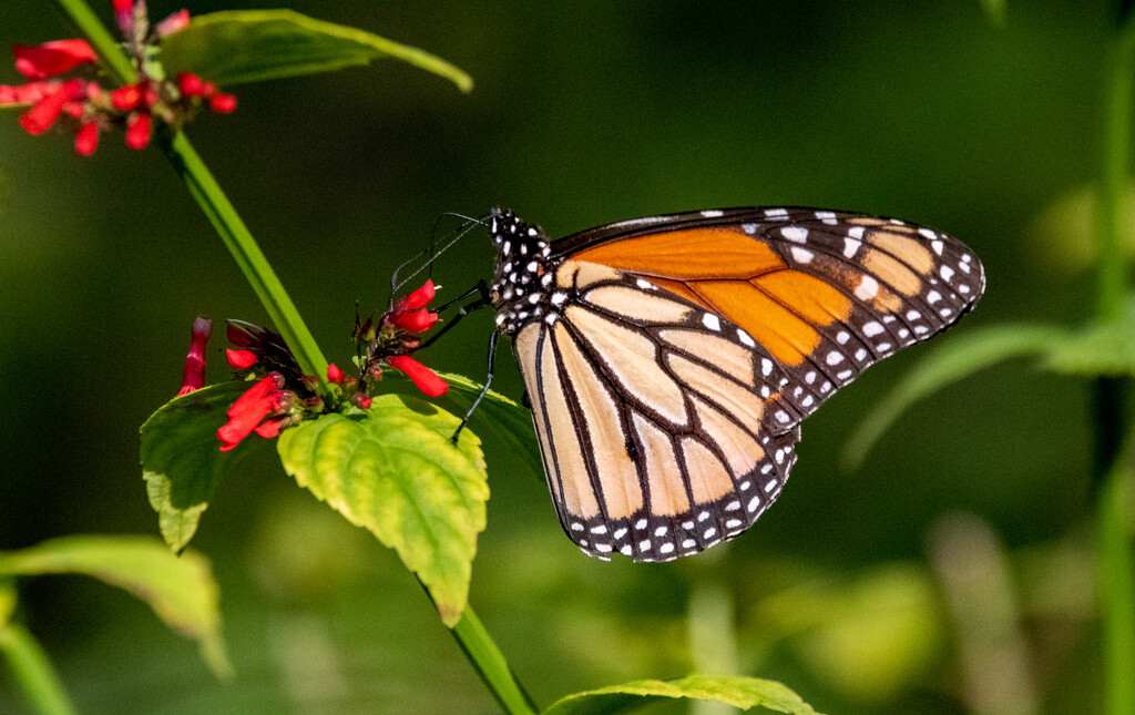 Monarch Butterfly! by rickster549