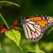 Monarch Butterfly!