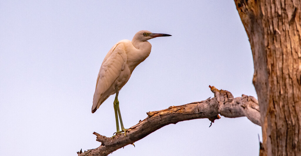 Little Blue Heron Juvenile! by rickster549