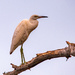 Little Blue Heron Juvenile!