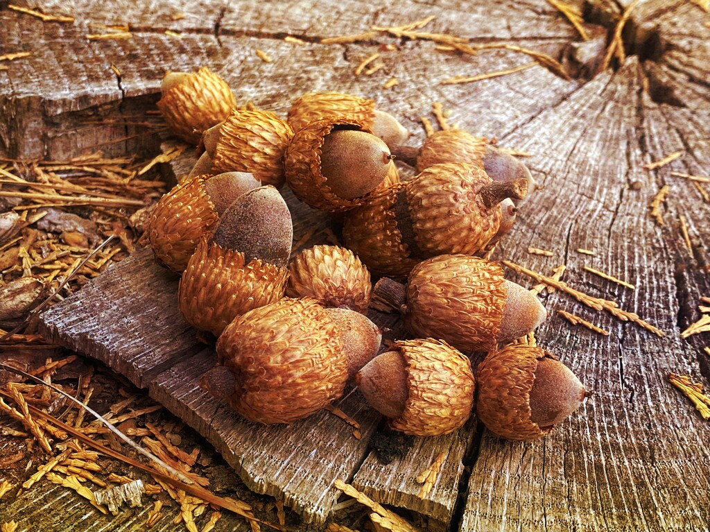 Fall Acorns by joysfocus