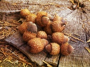 25th Sep 2024 - Fall Acorns