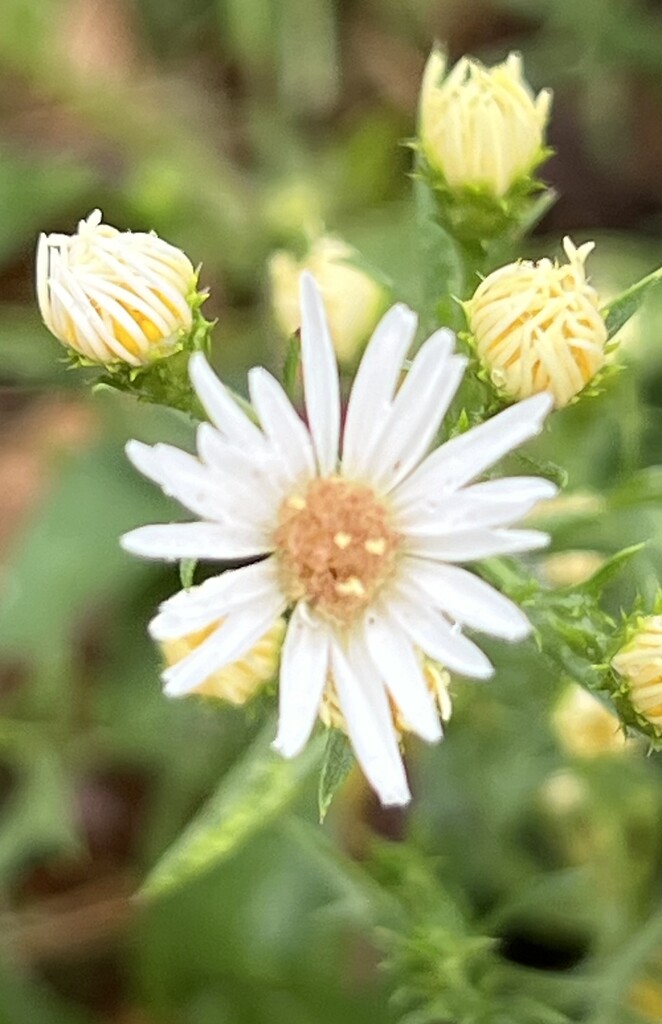 Tiny weed flower by sjgiesman