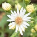 Tiny weed flower